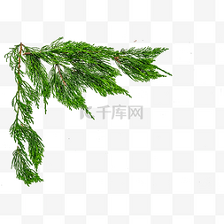 圣诞节活动图片_圣诞绿色松枝