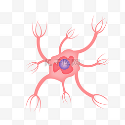 结构结构图片_神经元神经体