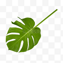龟背绿植图片_龟背竹叶子植物