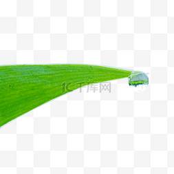 绿色春分图片_挂在植物叶尖上的露珠