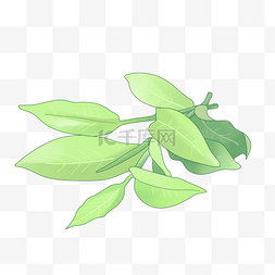 绿茶叶香水PNG图片_采摘的绿色茶叶插画