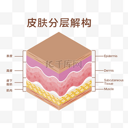 皮肤分层解构医学