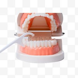 医疗室内牙线清洁牙齿模型牙科牙