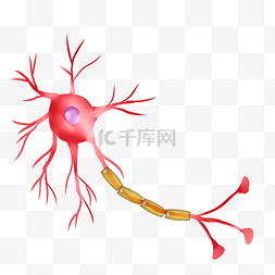 神经体粉红色神经