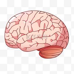 脑子器官装饰插图