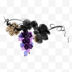 紫色的葡萄装饰插画