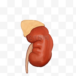 身体器官图片_器官人体脏器