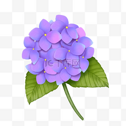 手绘紫色绣球花