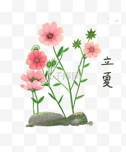 消夏图片_立夏粉色菊花雏菊野花可爱PNG夏日