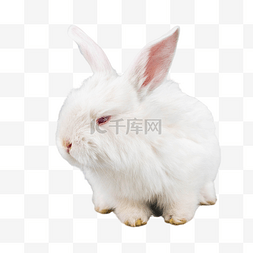 复活节图片_动物小白兔