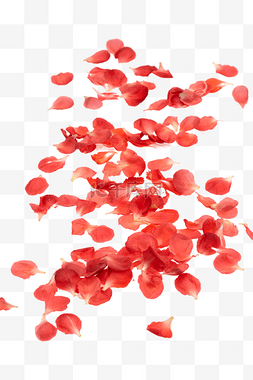 红梅花瓣
