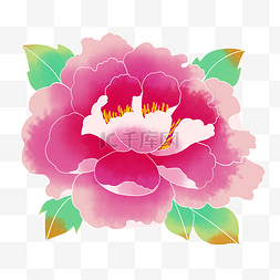 牡丹花粉色图片_粉色牡丹花鲜花