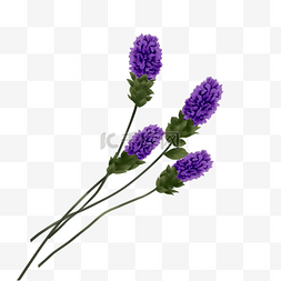手绘紫色干花花束