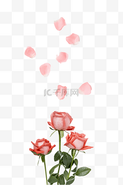 情人节玫瑰花瓣粉色