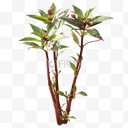 单叶子红花植物