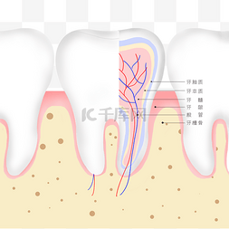 牙齿内部构成图