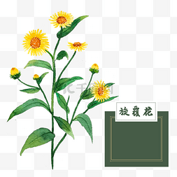 精油秋季图片_花类中草药水彩旋复花菊花