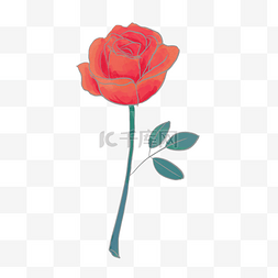美丽红色玫瑰花插画