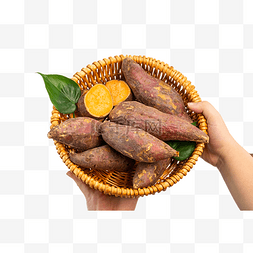 山东烟薯