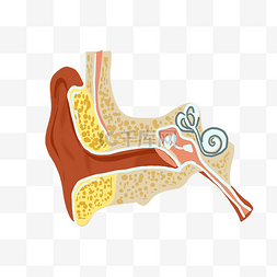 器官结构图片_耳朵结构耳廓耳道