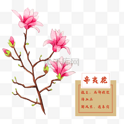 辛夷花紫玉兰花类中草药水彩花卉