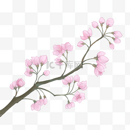 春天植物樱花