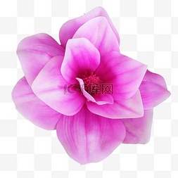 粉紫色木兰花花朵花卉