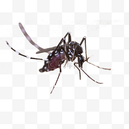 虫子图片_吸血的蚊子
