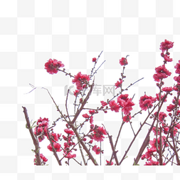 桃花红色的花朵树木