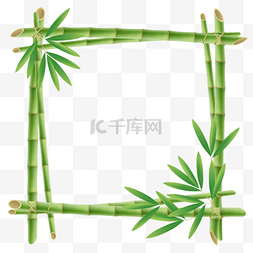 bamboo tree 新鲜的竹子茎杆框架