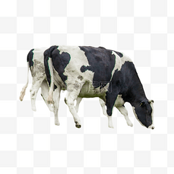 草图片_内蒙古草原吃草的奶牛