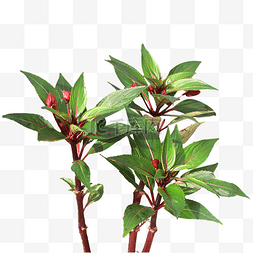 绿叶图片_单子叶红花植物