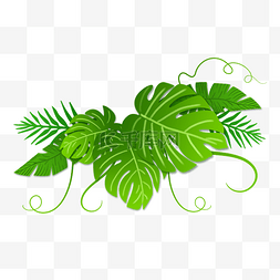 绿色的龟背竹