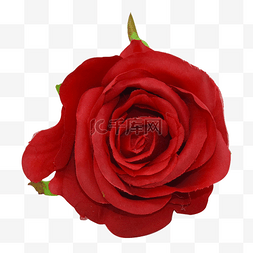 红色玫瑰图片_红色玫瑰