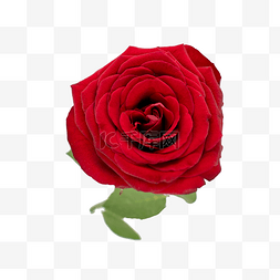 七夕节红玫瑰图片_红玫瑰鲜花