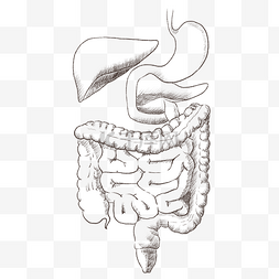 线描人体内脏肠道