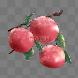 霜果实图片_落霜的红苹果