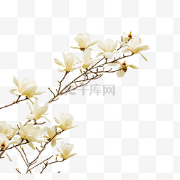植物花卉图片_白玉兰花枝
