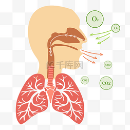 是否有呼吸图片_人体器官肺部呼吸