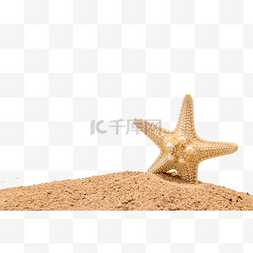 沙滩海星图片_海边海滩海星夏天