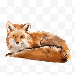 静卧的狐狸