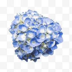 蓝色的绣球花