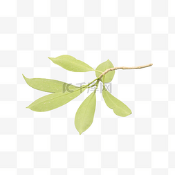 植物图片_绿色植物树叶
