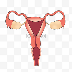 手绘人体重要功能性器官子宫
