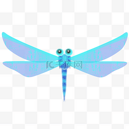 昆虫蓝色蜻蜓