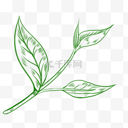 树叶脉络纹理叶脉图片_线描绿色茶叶