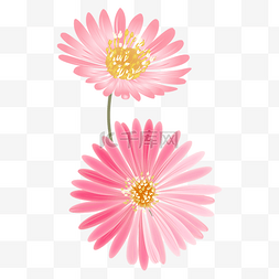 盛开花朵手绘图片_粉色盛开雏菊