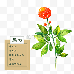 美丽季节图片_三七花类中草药花卉水彩植物