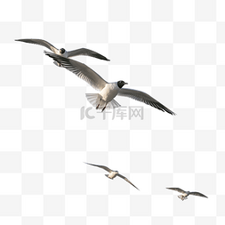 海燕翱翔图片_滇池湖泊上飞翔的海鸥