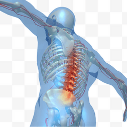 骨骼骨骼图片_腰椎脊椎人体骨骼